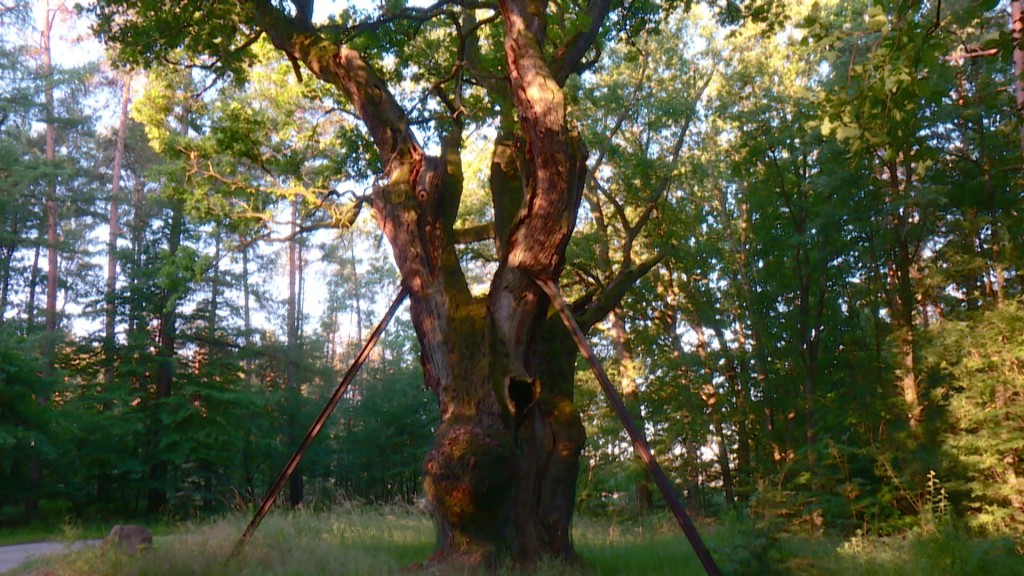 Foto: Baum im Wald
