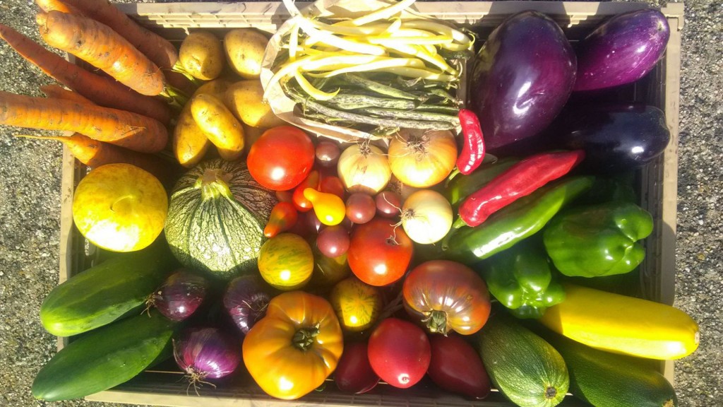 Eine Kiste mit frischem Gemüse. (Foto: SR / Lisa Krauser)