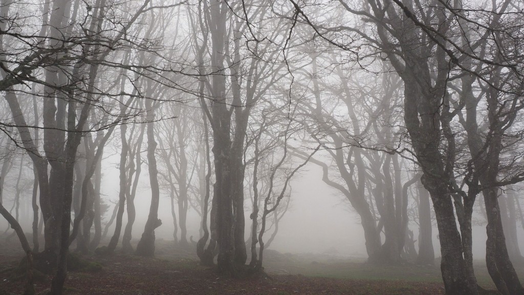 Symbolbild: ein herbstlicher Wald im Nebel (Foto: Pixabay / Nebel)