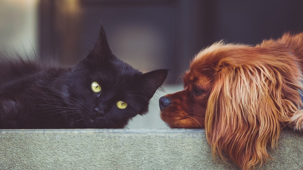 Hund und Katze ( Foto:pixabay )