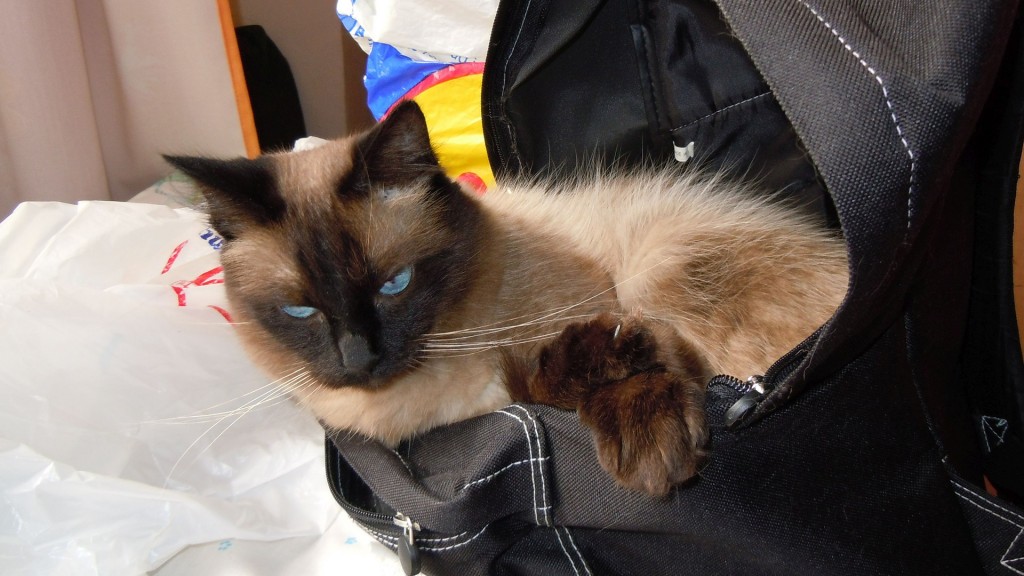 Eine Katze in einem Rucksack (Foto: Pixabay/ionasnicolae)