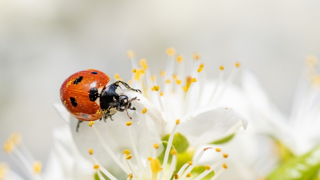 Ein Marienkäfer krabbelt auf einer Blüte. (Foto: Pixabay / Kookay)