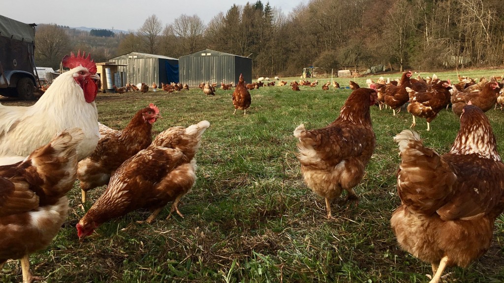 Hühner auf einem saarländischen Bauernhof (Foto: Simin Sadeghi)