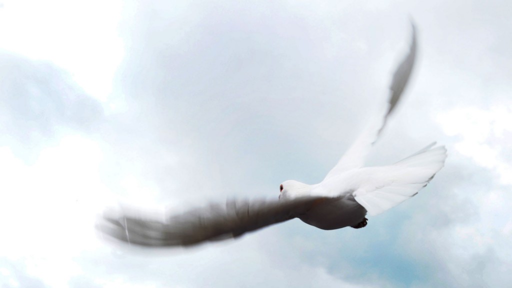 Foto: Weiße Taube als Friedendssymbol 