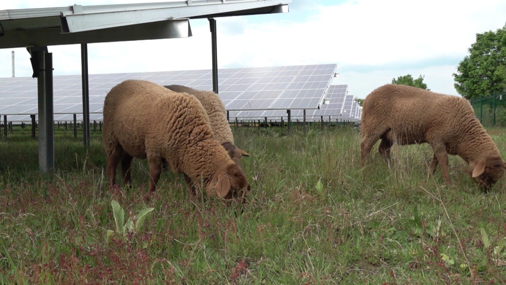 Foto: Schafe im Solarpark – eine profitable Symbiose für Umwelt und Natur.