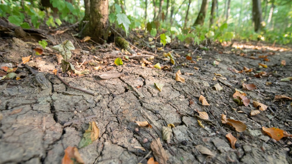 Foto: Vertrocknete Blätter liegen auf einem Waldboden, der von Rissen durchzogen ist. 