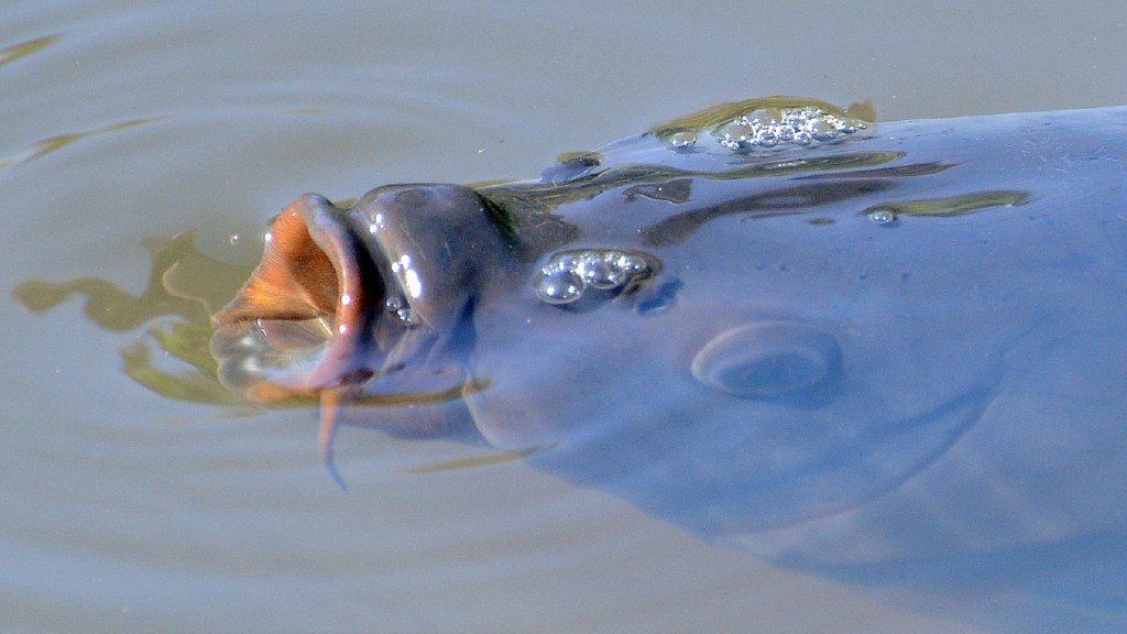 Foto: Ein Karpfen kommt an die Oberfläche eines Teiches, um Sauerstoff zu tanken