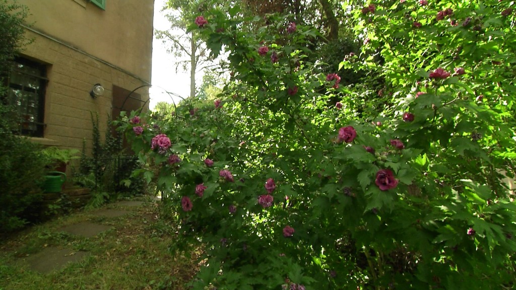 Foto: Blumen im Garten