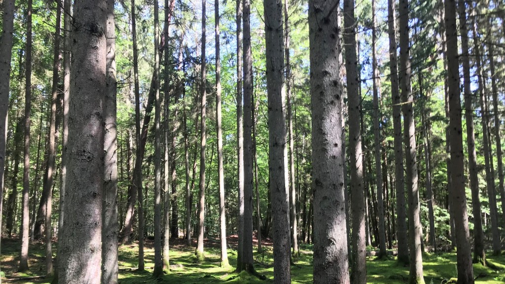 Ein Wald im Saarland