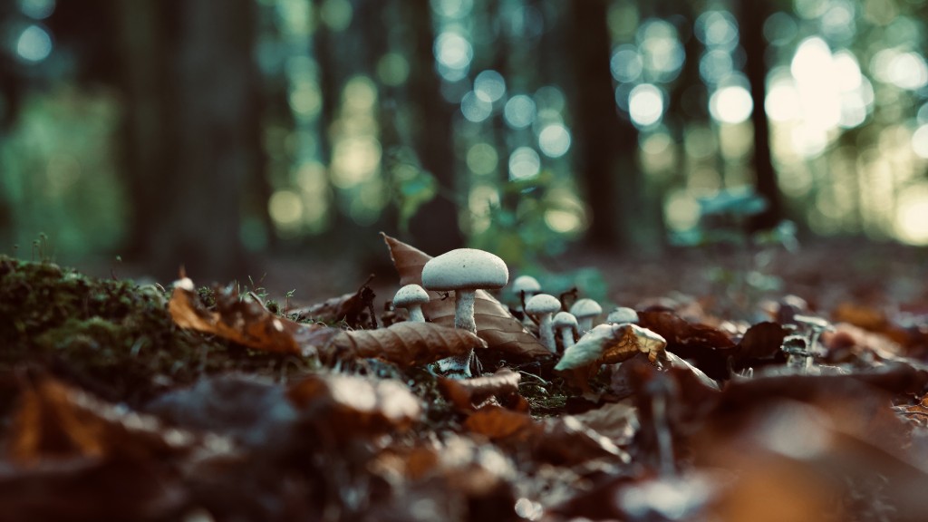 Waldboden mit Pilzen
