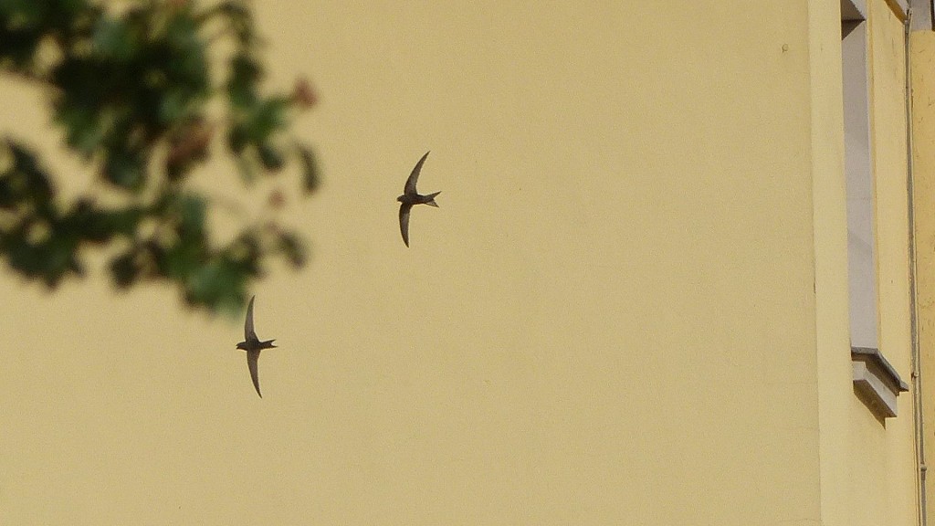 Mauersegler fliegen entlang einer Hauswand