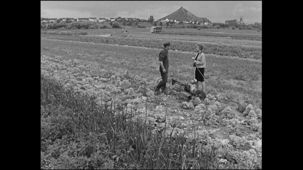 Foto: Eine Frau und ein Mann stehen auf einem Salatfeld.