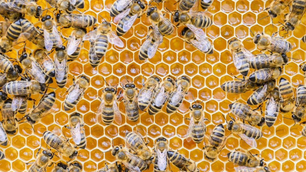 Bienen sitzen auf Honigwaben an einem Bienenstock 