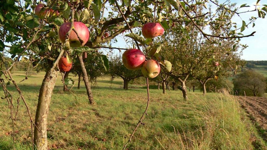 Foto: Apfelbaum auf Streuobstwiese