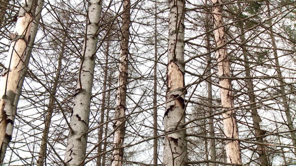 Foto: Bäume in einem Wald
