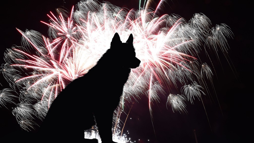 Hund vor Feuerwerk 