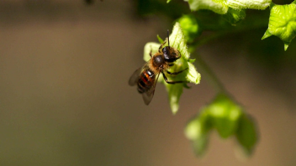 Foto: Eine Wildbiene auf Futtersuche