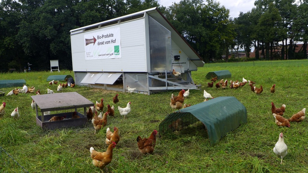 Freilaufende Hühner eines Biobauern