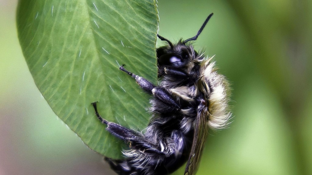 Biene klammert sich an Blatt fest 