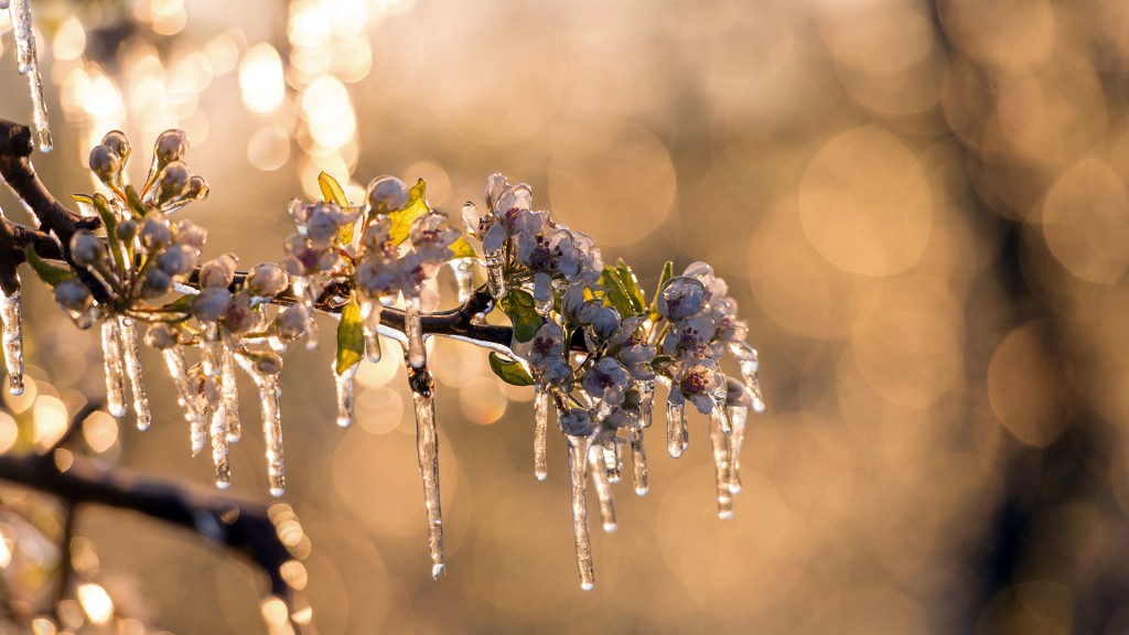 Foto: Eine Eisschicht umschließt die Blüten eines Obstbaumes