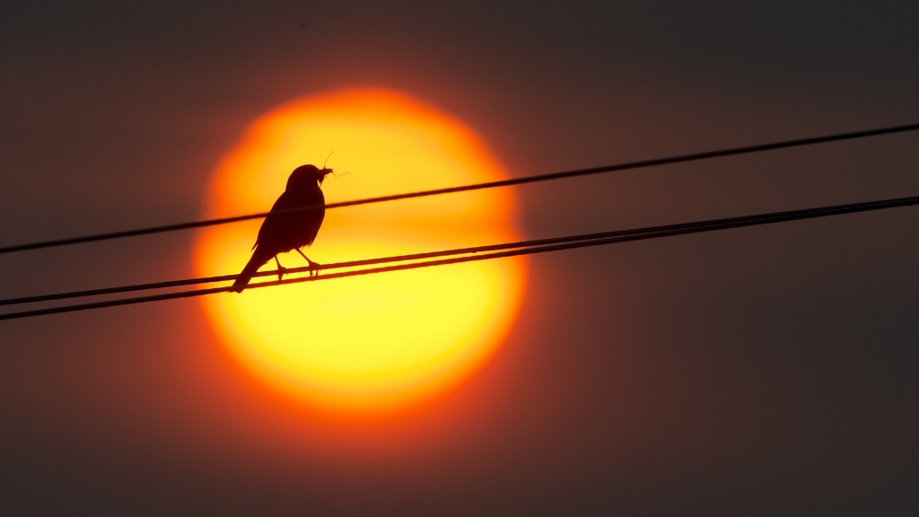 Vogel im Gegenlicht auf einer Stromleitung