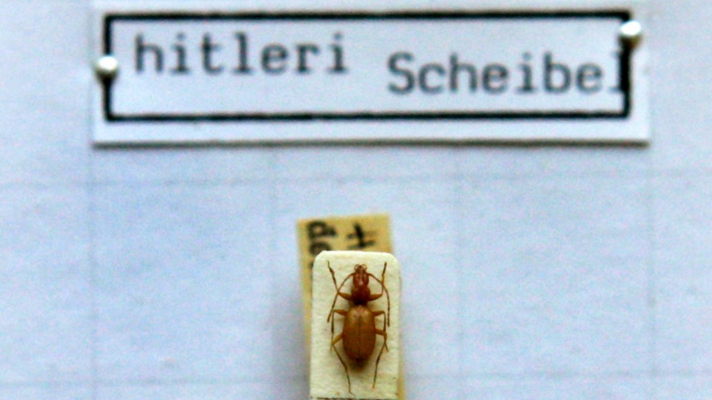Der Hitler-Käfer