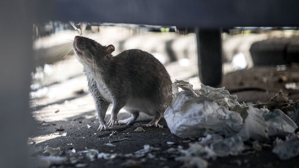 Eine Ratte unter einer Mülltonne auf Nahrungssuche