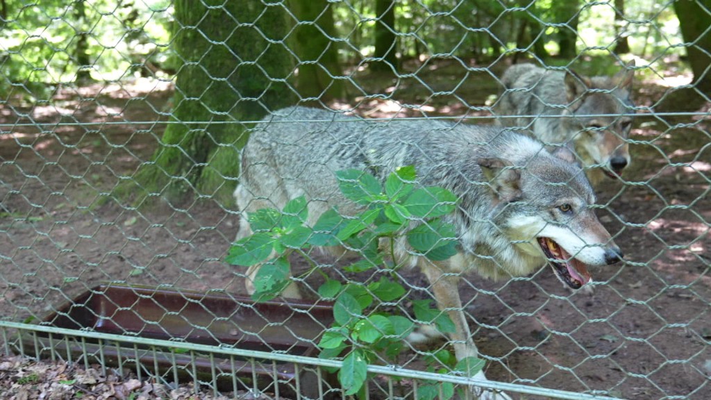 Foto: Wölfe im Wolfspark Werner Freund