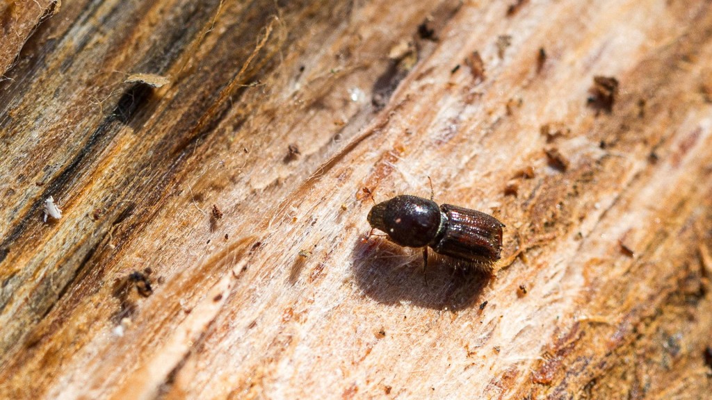 Foto: Borkenkäfer auf einem Baum 