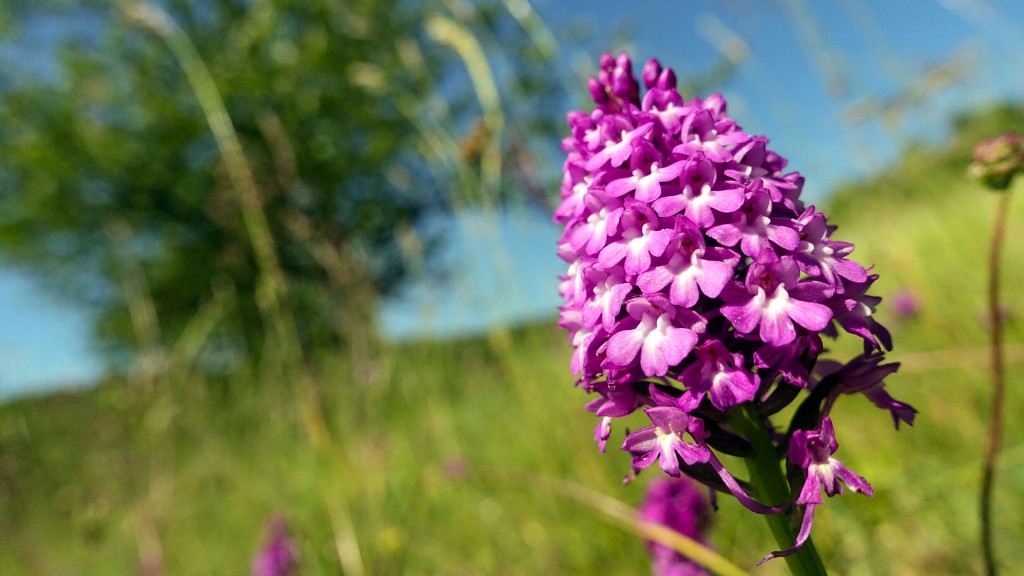 Der Orchideenpfad im UNESCO Biosphärenreservat Bliesgau beherbergt eines der stattlichsten Vorkommen wilder einheimischer Orchideenarten in Deutschland