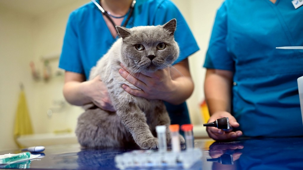 Foto: Untersuchung einer Katze in einer Tierarztpraxis