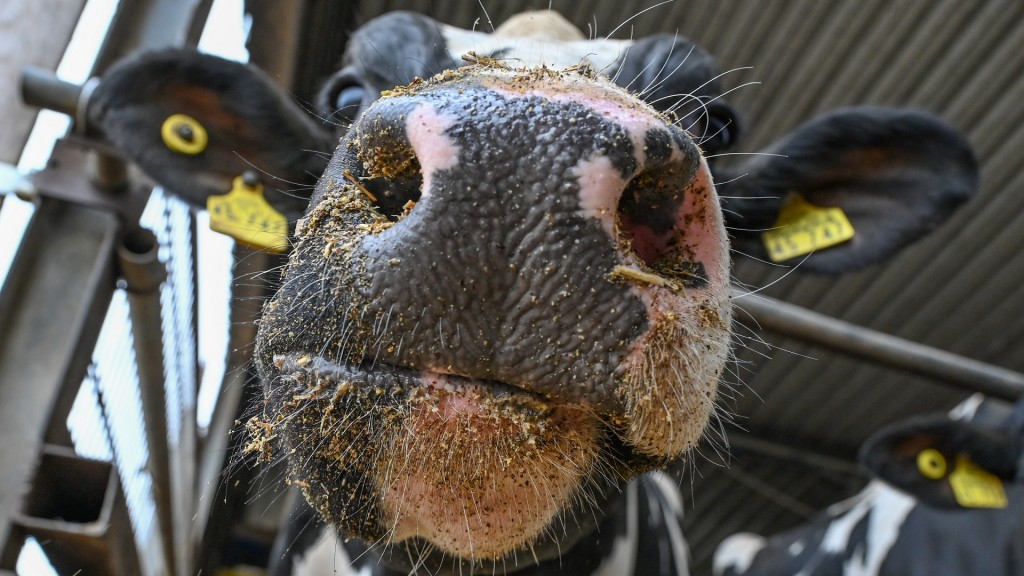 Foto: Eine mit dem Blauzungenvirus infizierte Milchkuh steht in einem Stall.