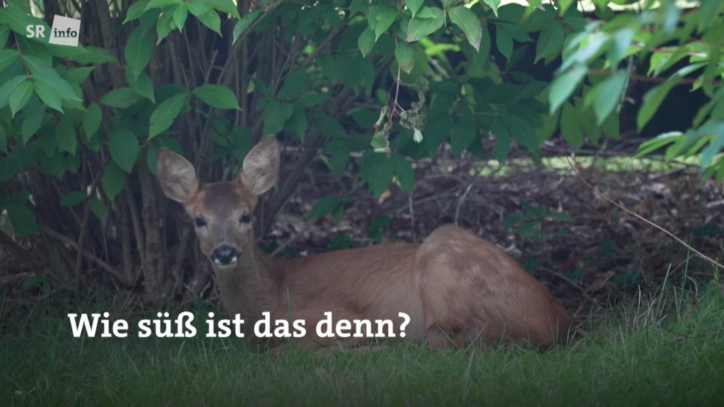 Foto: Reh im Garten