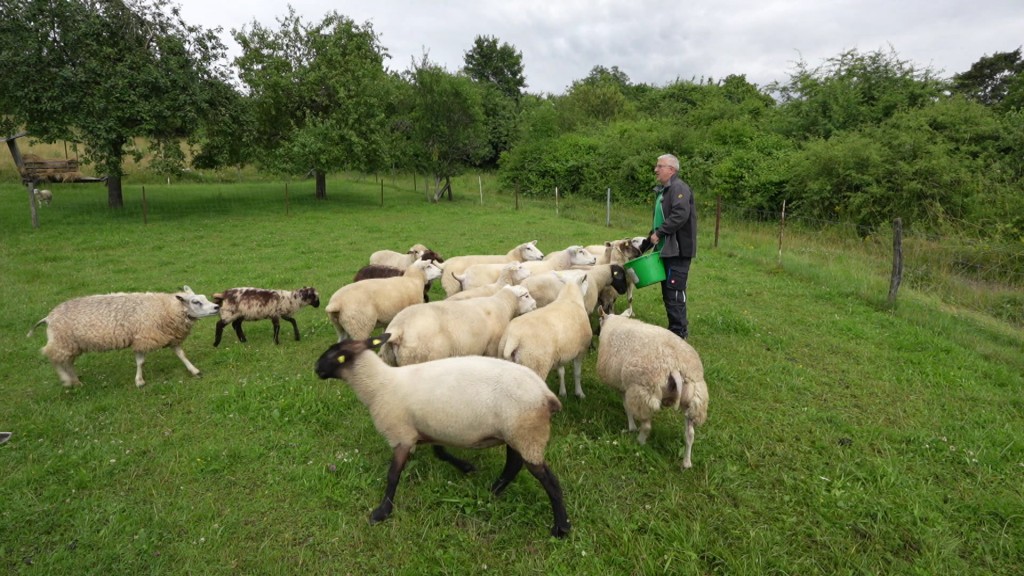 Foto: Schafsherde mit Schäfer