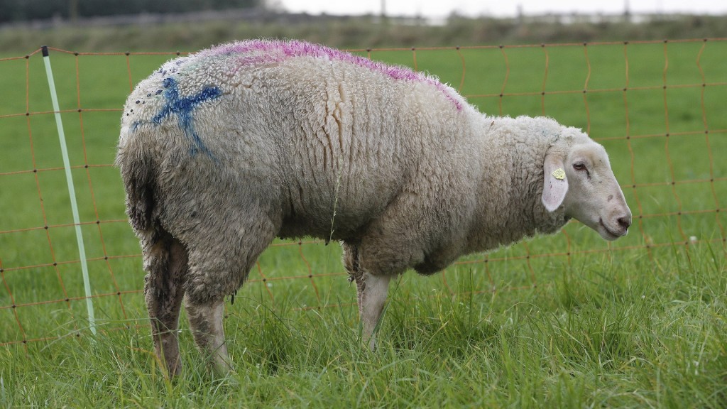 Foto: Ein Schaf auf der Weide