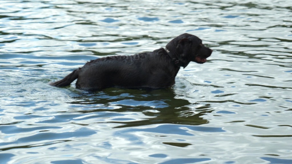 Foto: Hund im Wasser