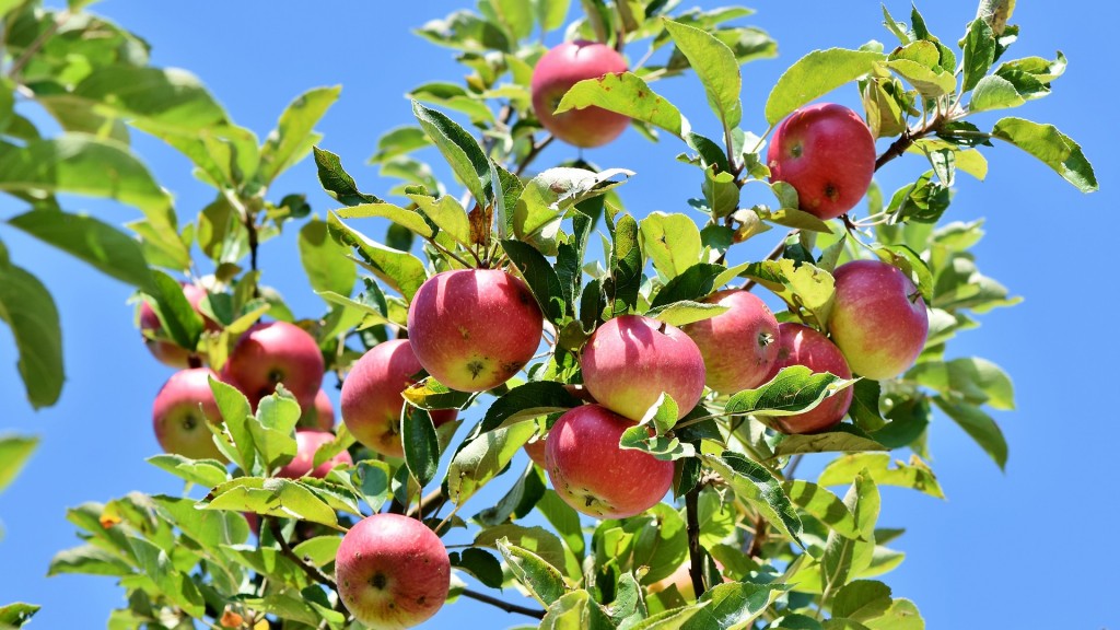 Ein Apfelbaum 