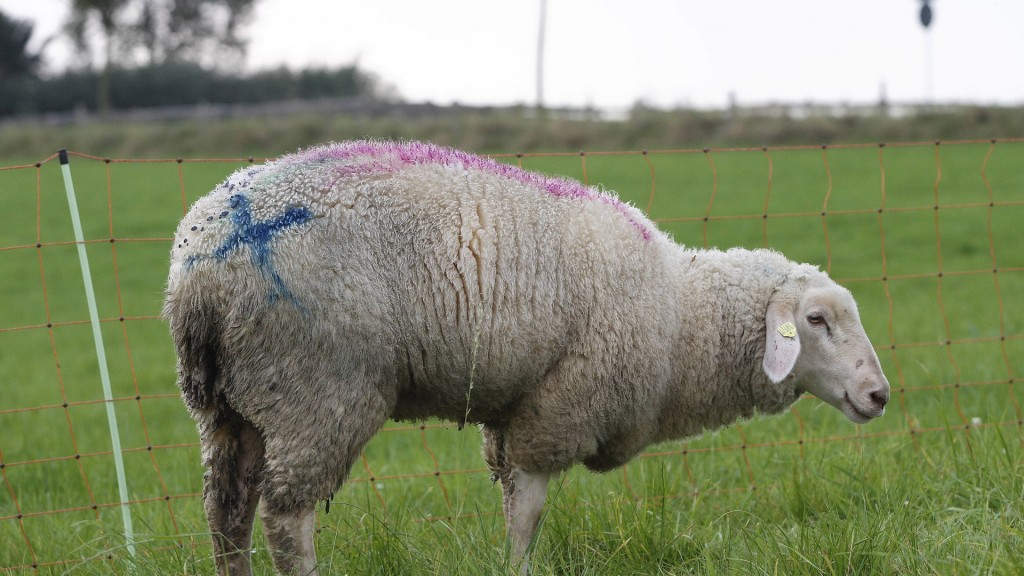 Foto: Ein Schaf mit Blauzungenkrankheit ist markiert.