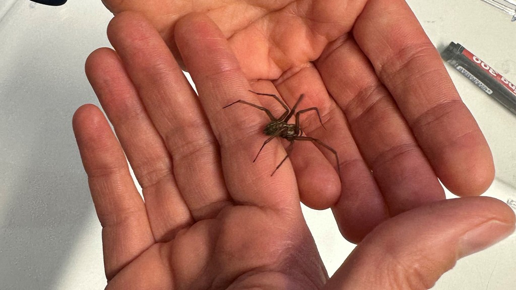 Eine Spinne auf einer Hand