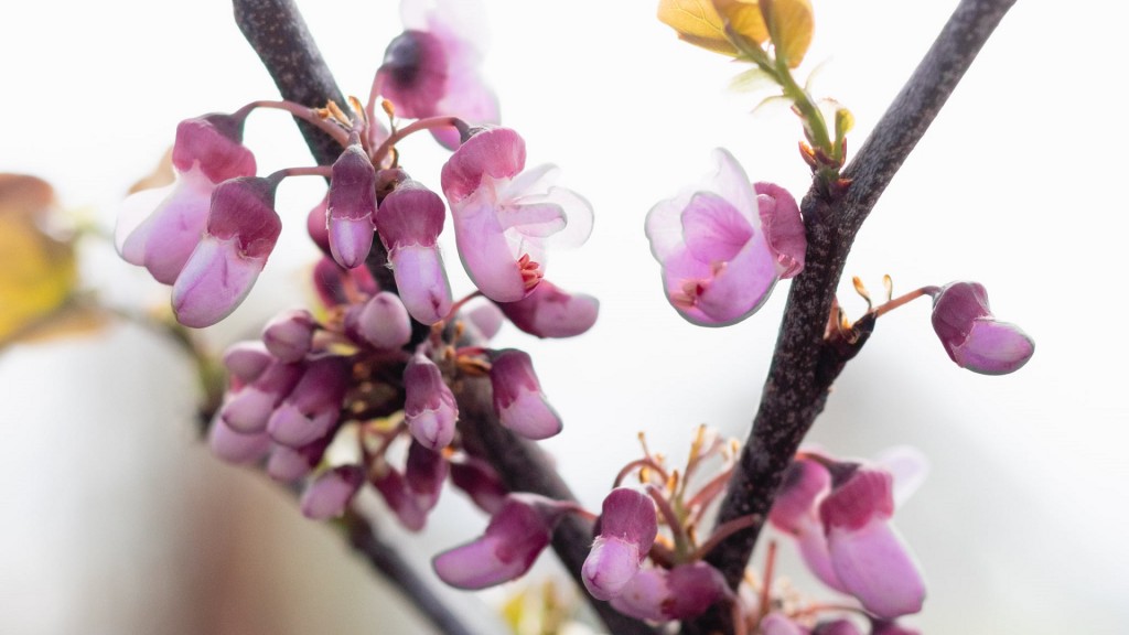 Cercis siliquastrum; der gewöhnliche Judasbaum