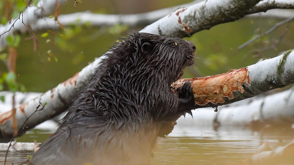 Foto: Ein Biber nagt an einer im Wasser liegenden Birke.