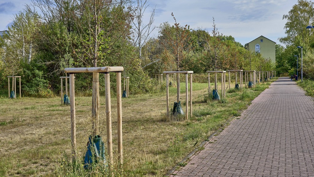 Bäume werden mit Wassersäcken bei anhaltender Hitze vor dem Vertrocknen geschützt.