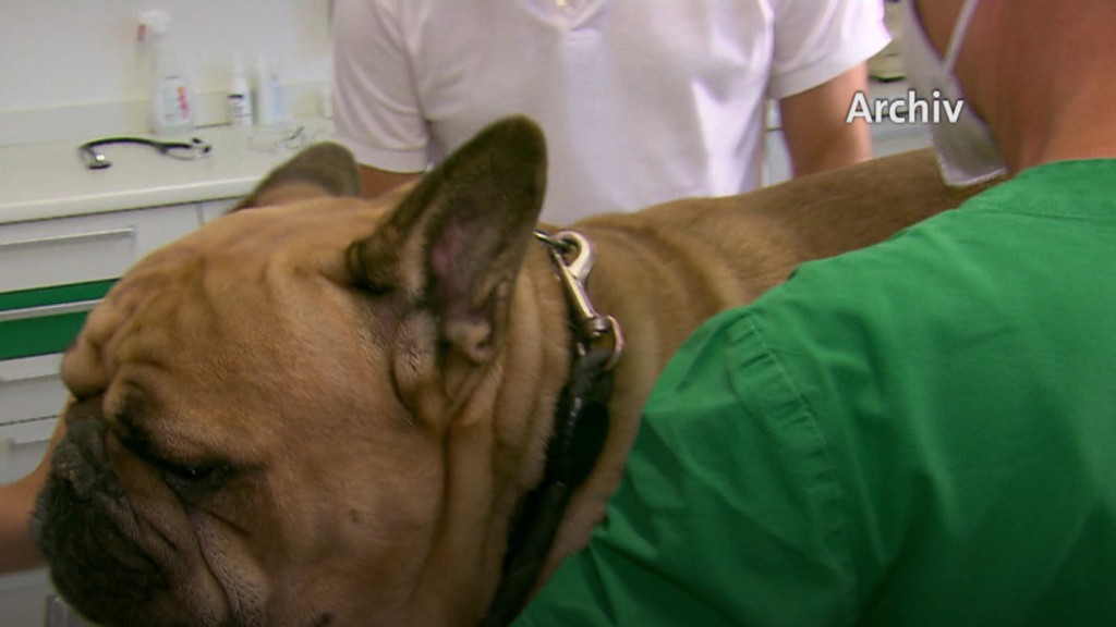 Foto: Tierarzt behandelt Hund