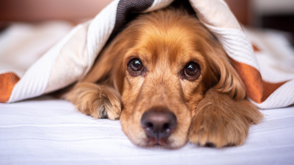 English Cocker Spaniel im Bett