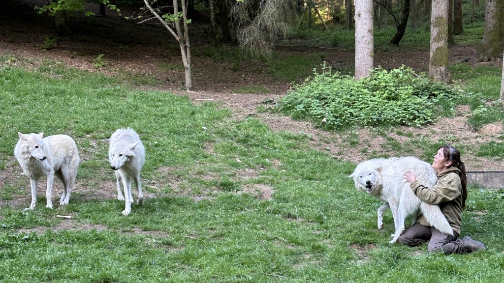 GuMo Mobil im Wolfspark Werner Freund