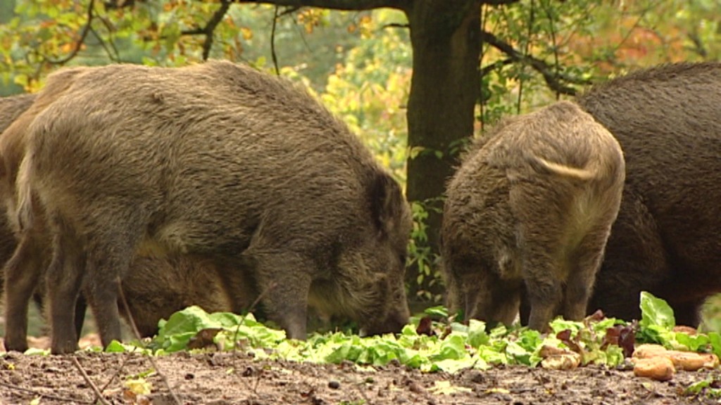 Viele Wildschweine an A620 bei Gersweiler