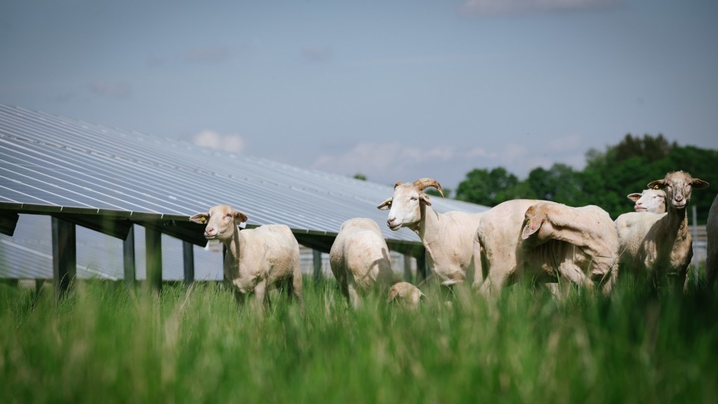 Frisch geschorene Schafe unter einer Photovoltaik-Anlage