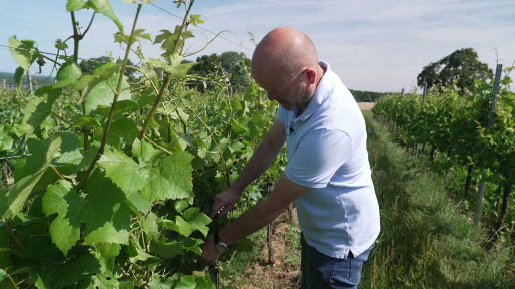 Winzer Petgen im Weinberg