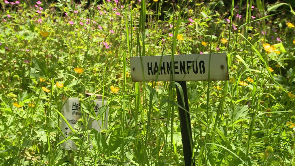 Foto: Wilder Garten mit Schild Hahnenfuß