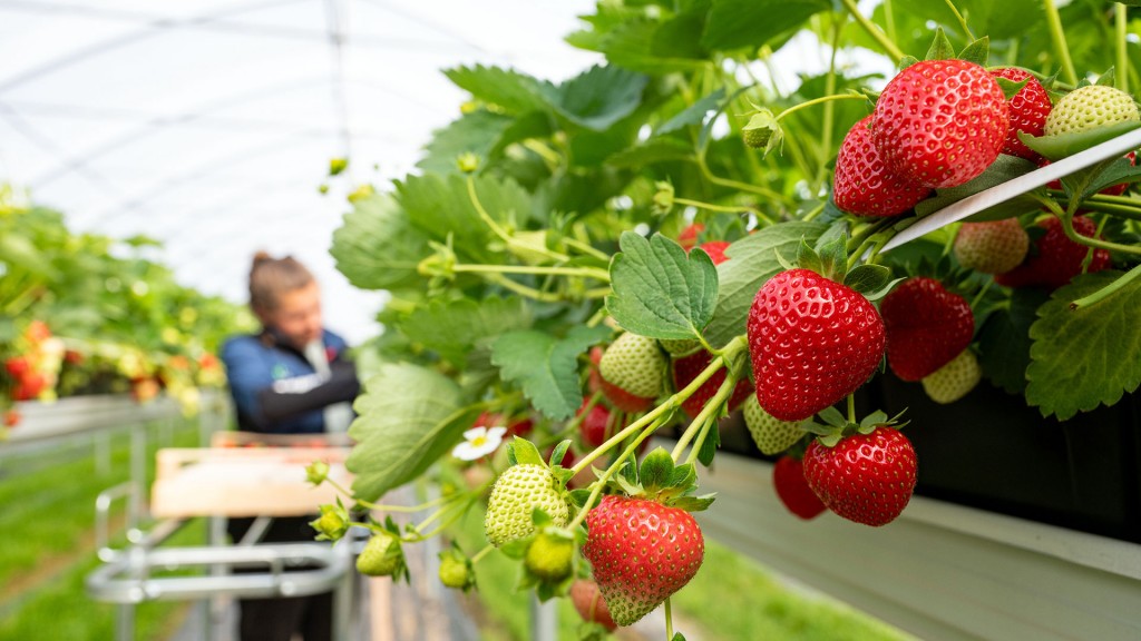 Eine Frau erntet Erdbeeren auf einem Hochbeet in einem Gewächshaus